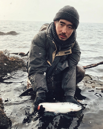 サクラマスの釣果