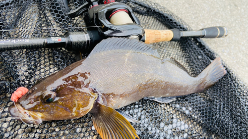 アイナメの釣果