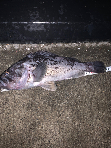 クロソイの釣果