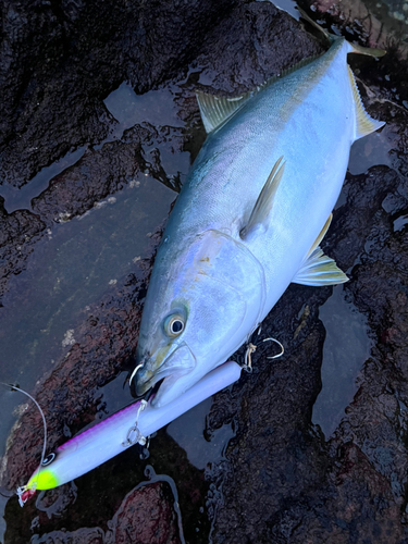 ブリの釣果