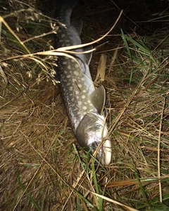 アメマスの釣果