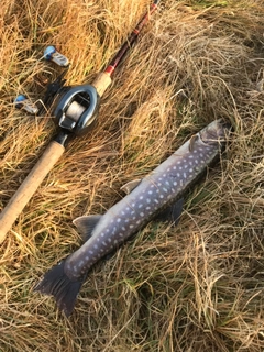 アメマスの釣果