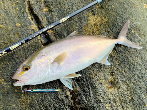 ネリゴの釣果