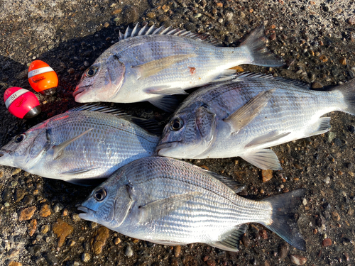 クロダイの釣果