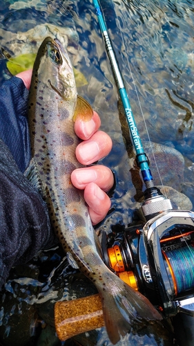 アマゴの釣果