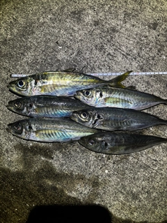 アジの釣果