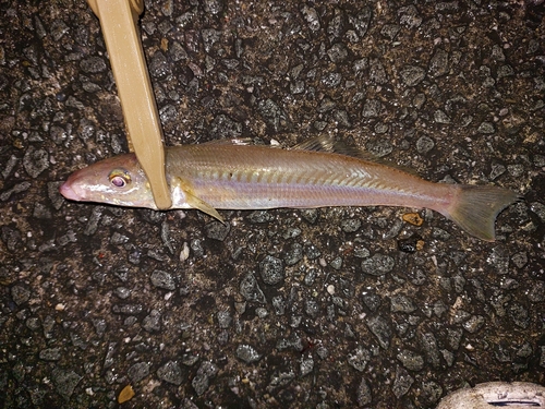 キスの釣果