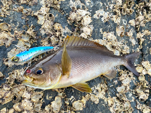 イサキの釣果