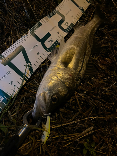 シーバスの釣果