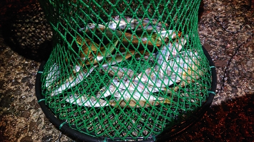 マアジの釣果