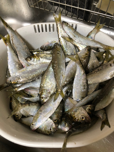 コノシロの釣果