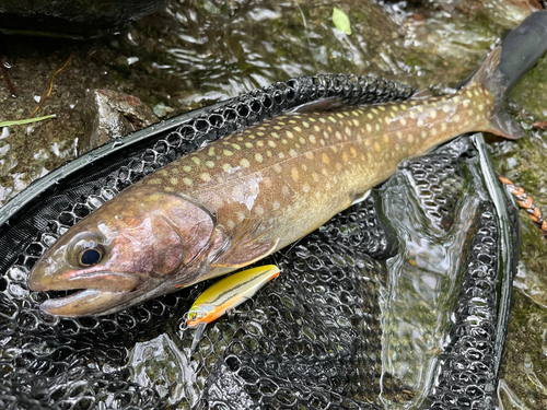 イワナの釣果