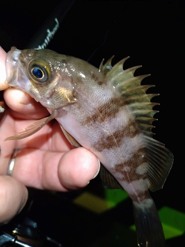 メバルの釣果