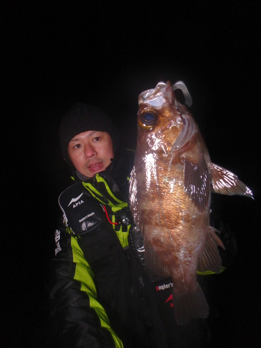 メバルの釣果