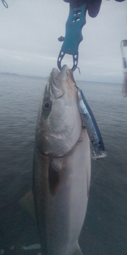 ハマチの釣果