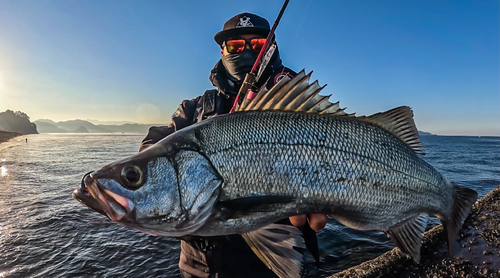 ヒラスズキの釣果