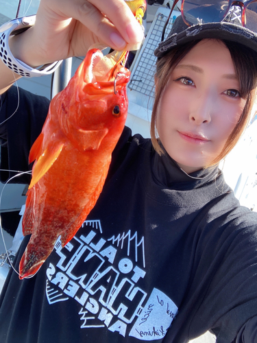 ニジハタの釣果