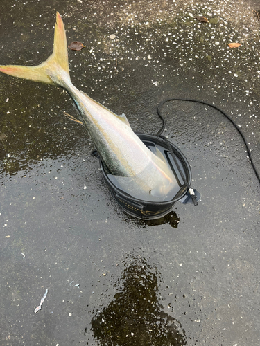 メジロの釣果