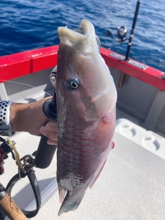 ベラの釣果