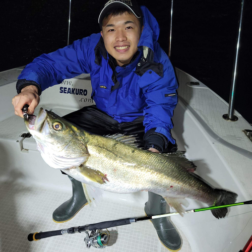 スズキの釣果