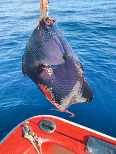 釣果