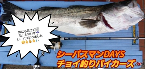 シーバスの釣果