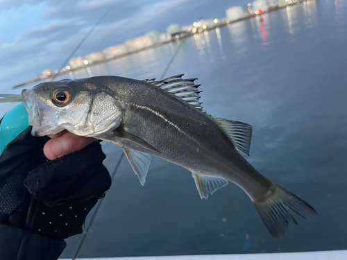 セイゴ（マルスズキ）の釣果