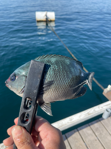 メジナの釣果