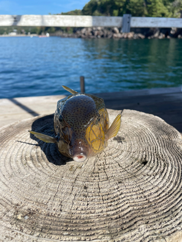 ハコフグの釣果