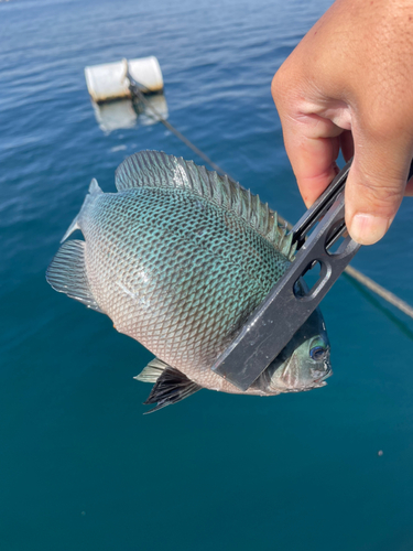 メジナの釣果