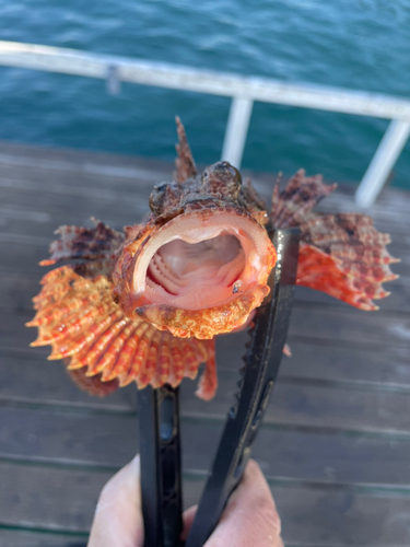 オニカサゴの釣果