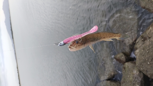 ハゼの釣果