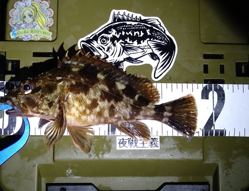 カサゴの釣果