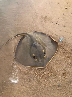 エイの釣果