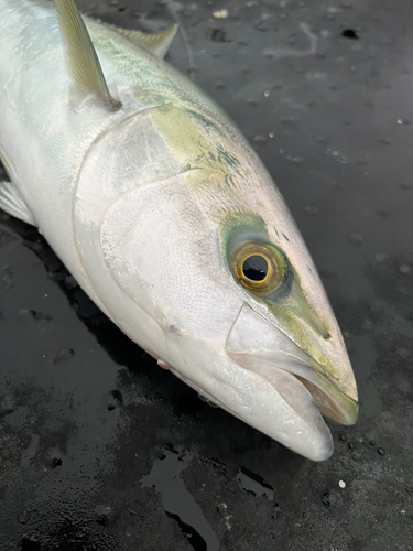 メジロの釣果