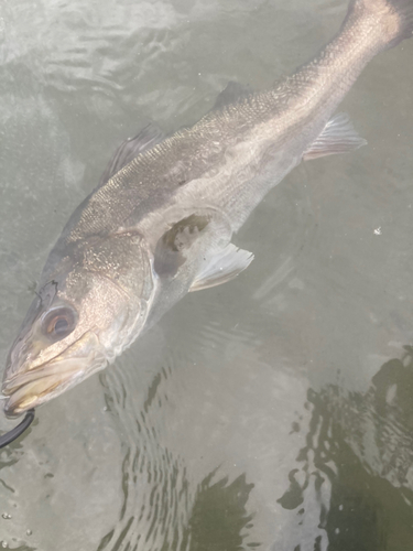 スズキの釣果