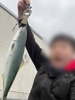 ハマチの釣果