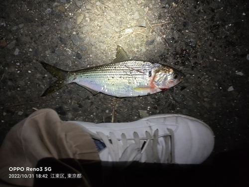 タチウオの釣果