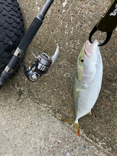 ハマチの釣果