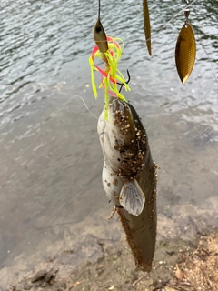 ナマズの釣果