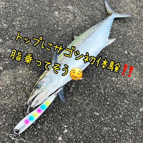 サゴシの釣果