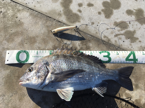 クロダイの釣果