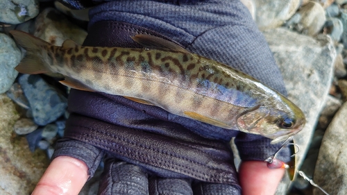 カワサバの釣果