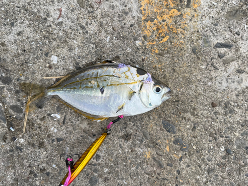 ヒイラギの釣果