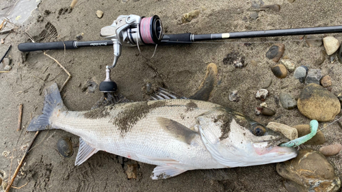 タイリクスズキの釣果