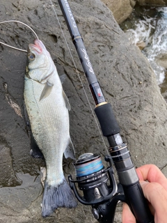 ヒラスズキの釣果