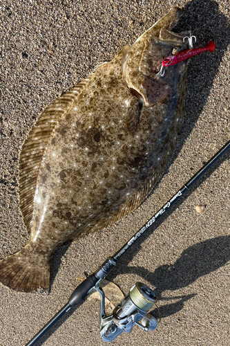 ヒラメの釣果