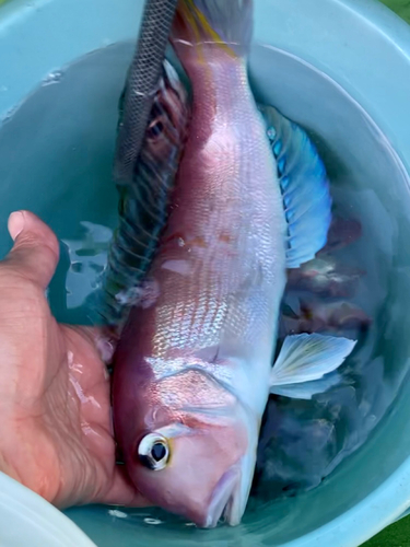 アマダイの釣果