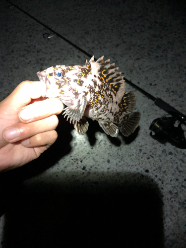 オウゴンムラソイの釣果