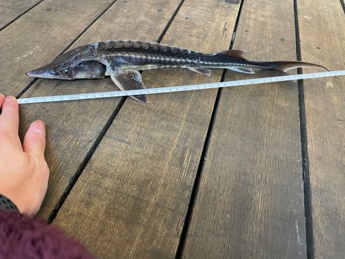 チョウザメの釣果